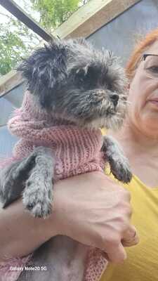 Olli wartet auf seinen Herzensmenschen, Affenpinscher - Mischling - Rüde