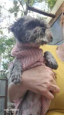 Olli wartet auf seinen Herzensmenschen, Affenpinscher - Mischling - Rüde