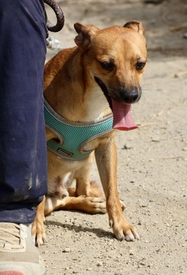 Ollie, Mix - Rüde