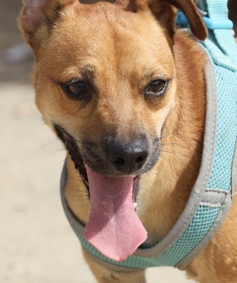 Ollie, Mix - Rüde