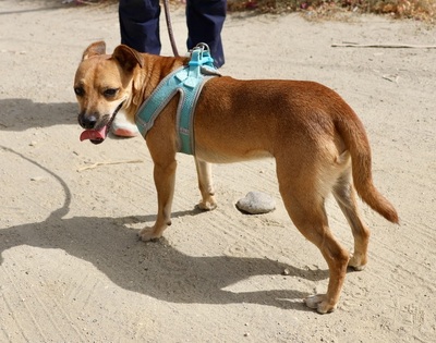 Ollie, Mix - Rüde
