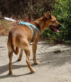 Ollie, Mix - Rüde