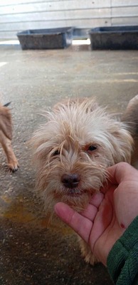 Ollie – strubbeliges Zwergerl mit Schokonäschen 🍫🐾, Mischling - Rüde