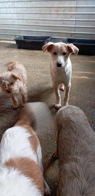 Ollie – strubbeliges Zwergerl mit Schokonäschen 🍫🐾, Mischling - Rüde