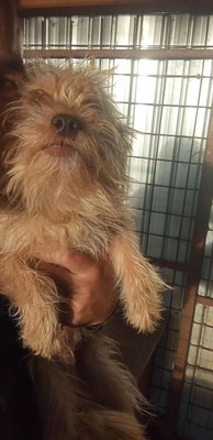 Ollie – strubbeliges Zwergerl mit Schokonäschen 🍫🐾, Mischling - Rüde