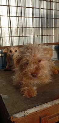 Ollie – strubbeliges Zwergerl mit Schokonäschen 🍫🐾, Mischling - Rüde