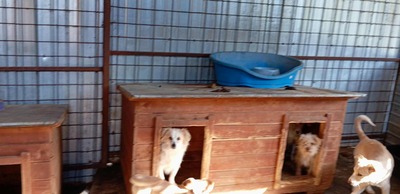 Ollie – strubbeliges Zwergerl mit Schokonäschen 🍫🐾, Mischling - Rüde