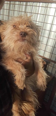 Ollie – strubbeliges Zwergerl mit Schokonäschen 🍫🐾, Mischling - Rüde