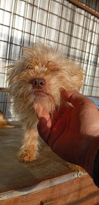 Ollie – strubbeliges Zwergerl mit Schokonäschen 🍫🐾, Mischling - Rüde