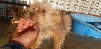 Ollie – strubbeliges Zwergerl mit Schokonäschen 🍫🐾, Mischling - Rüde