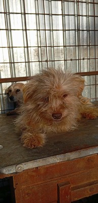 Ollie – strubbeliges Zwergerl mit Schokonäschen 🍫🐾, Mischling - Rüde