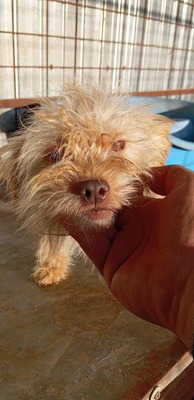 Ollie – strubbeliges Zwergerl mit Schokonäschen 🍫🐾, Mischling - Rüde