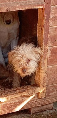 Ollie – strubbeliges Zwergerl mit Schokonäschen 🍫🐾, Mischling - Rüde