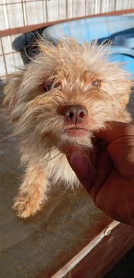 Ollie – strubbeliges Zwergerl mit Schokonäschen 🍫🐾, Mischling - Rüde