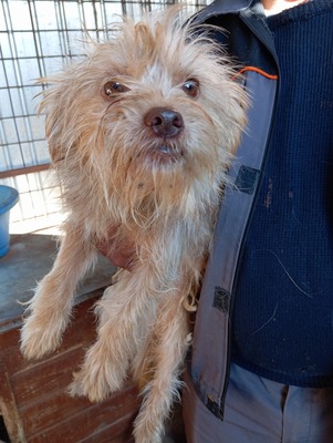 Ollie – strubbeliges Zwergerl mit Schokonäschen 🍫🐾, Mischling - Rüde