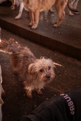 Ollie – strubbeliges Zwergerl mit Schokonäschen 🍫🐾, Mischling - Rüde