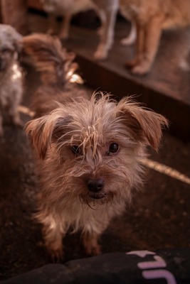 Ollie – strubbeliges Zwergerl mit Schokonäschen 🍫🐾, Mischling - Rüde