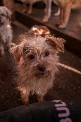 Ollie – strubbeliges Zwergerl mit Schokonäschen 🍫🐾, Mischling - Rüde