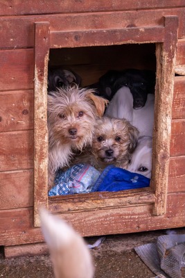 Ollie – strubbeliges Zwergerl mit Schokonäschen 🍫🐾, Mischling - Rüde