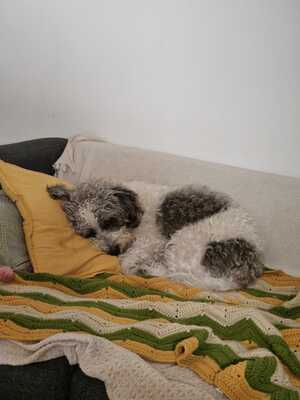 Olly sucht ein neues Zuhause, Bichon-Mischling - Rüde