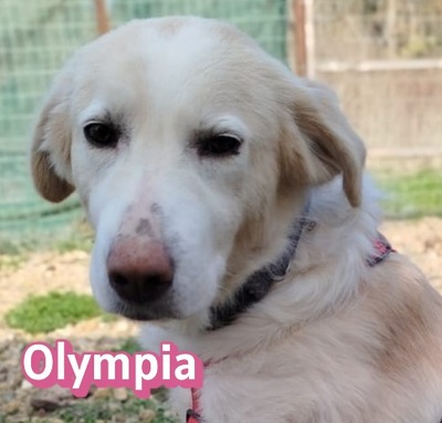 Olympia, Mischling - Hündin