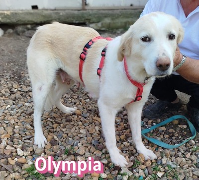 Olympia, Mischling - Hündin
