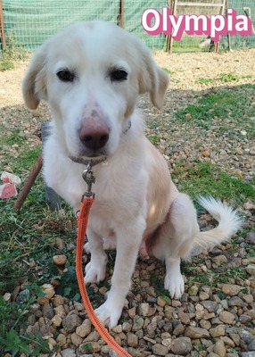 Olympia, Mischling - Hündin