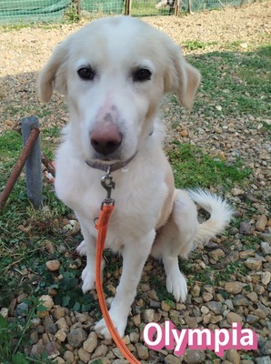 Olympia, Mischling - Hündin