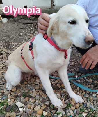 Olympia, Mischling - Hündin