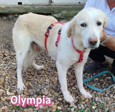 Olympia, Mischling - Hündin