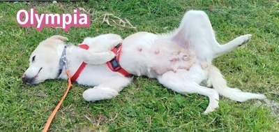 Olympia, Mischling - Hündin