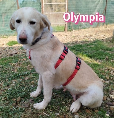 Olympia, Mischling - Hündin