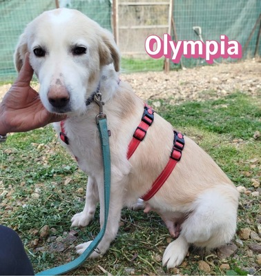 Olympia, Mischling - Hündin