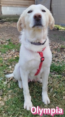 Olympia, Mischling - Hündin