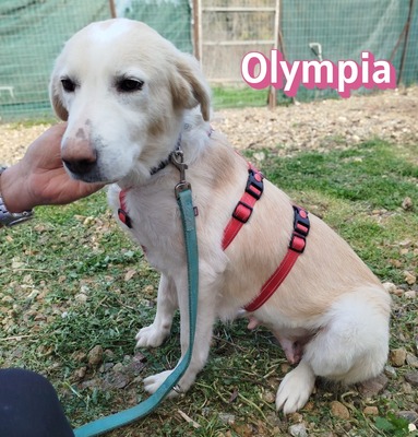 Olympia, Mischling - Hündin