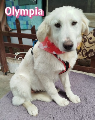 Olympia, Mischling - Hündin