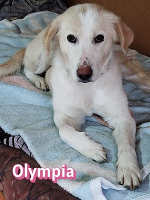 Olympia, Mischling - Hündin