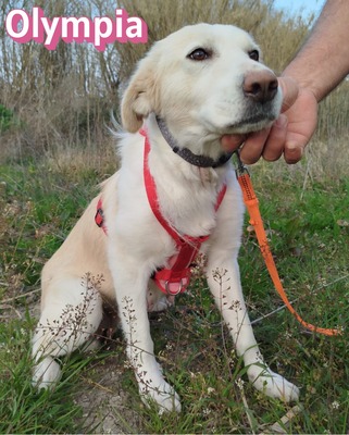 Olympia, Mischling - Hündin