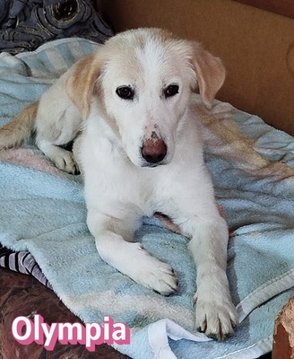 Olympia, Mischling - Hündin