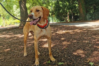 Omar, Viszlador - Rüde