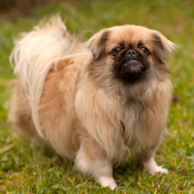Omi Emma, Pekinese - Hündin
