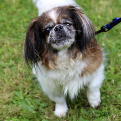 Omi Gina, Tibet- Spaniel - Hündin