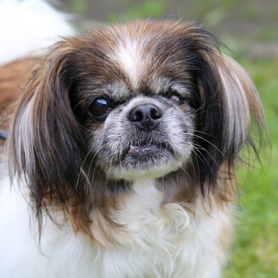 Omi Gina, Tibet- Spaniel - Hündin