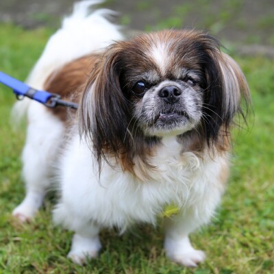 Omi Gina, Tibet- Spaniel - Hündin