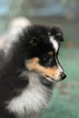 Omiya, Sheltie Welpen - Hündin