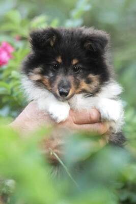 Omiya, Sheltie Welpen - Hündin
