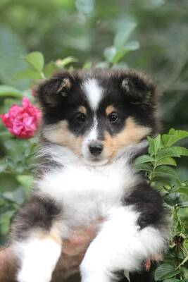 Omiya, Sheltie Welpen - Hündin