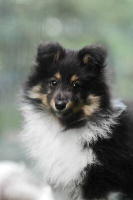 Omiya, Sheltie Welpen - Hündin