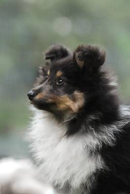 Omiya, Sheltie Welpen - Hündin