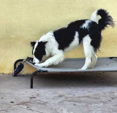 Once, Border Collie-Mix - Rüde